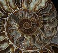 Cut Ammonite Fossil (Half) - Beautifully Agatized #58278-2